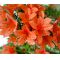 rhododendron hikorin  ref :180601410