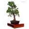 pinus pentaphylla bonsai ref: 20120135
