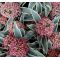 Skimmia japonica 'Magic Marlot®'