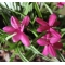 rhodohypoxis 'Paula' 1.4 litre pot