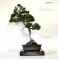 juniperus chinensis itoigawa bonsai ref 01080151