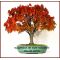 EPUISEZelkova orme sibérie lot 10 plantes racines