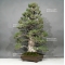 Pinus pentaphylla kokonoe bonsai ref: 22020162