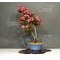 rhododendron chinzan ref : 23060175