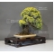 VENDU juniperus chinensis doré ref 23060173