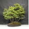 Pinus pentaphylla du Japon ref :9070172
