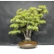 VENDU Pinus pentaphylla du Japon ref :10070173