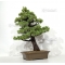 Pinus pentaphylla du Japon ref : 03070172