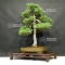 VENDU Pinus pentaphylla du Japon ref : 24070171