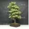 plus tard Pinus pentaphylla du Japon ref : 1707017