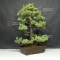 VENDU Pinus pentaphylla du Japon ref :5070173