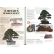 BONSAI FOCUS N° 92