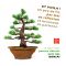 VENDU Pinus pentaphylla ref: 9080172