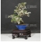 Ulmus parvifolia variegata ref:14080174