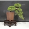 VENDU Juniperus chinensis itoigawa ref: 21080173