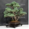 Pinus pentaphylla du Japon ref :21080174