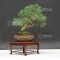 VENDU Juniperus chinensis ref:28080172