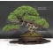 juniperus chinensis itoigawa ref : 06090171