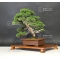 VENDU  juniperus chinensis itoigawa ref:06090172