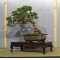 VOLE  ZEN 050518 juniperus chinensis itoigawa ref: