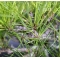 pinus densiflora ref : 25100172