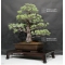 Pinus pentaphylla du Japon ref : 19110174