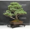Pinus pentaphylla du Japon ref : 19110171