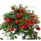 cotoneaster m. variegata ref : 21110174