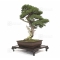 vendu juniperus chinensis var itoigawa 28020184