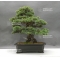 VENDU Pinus pentaphylla zuisho 25040181