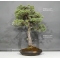 Pinus pentaphylla 25040183