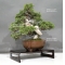 Juniperus chinensis itoigawa 25040185