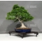 Acer palmatum shishigashira 23040182