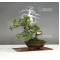VENDU Juniperus chinensis itoigawa 18050182