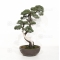 Juniperus chinensis 18050181