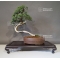 VENDU Juniperus chinensis  25050186