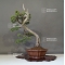VENDU Juniperus chinensis  25050187