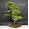 Juniperus chinensis itoigawa 28020188