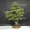 Pinus pentaphylla 18060181