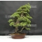 VENDU Pinus pentaphylla 20060181