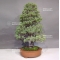 Pinus pentaphylla ref: 22060181