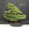 VENDU Pinus pentaphylla ref: 22060182