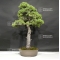VENDU Pinus pentaphylla ref: 25060181