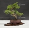 juniperus chinensis itoigawa ref 25060186