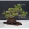 VENDU juniperus chinensis itoigawa ref 25060187