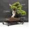 juniperus chinensis var itoigawa 27060184
