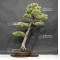 Pinus pentaphylla 04070185