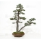 PT Pinus pentaphylla du Japon ref :06070182