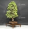 Pinus pentaphylla 9070182