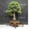 Pinus pentaphylla 9070183